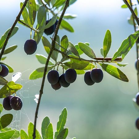 Azienda Agricola Moschioni Cividale del Friuli Eksteriør bilde