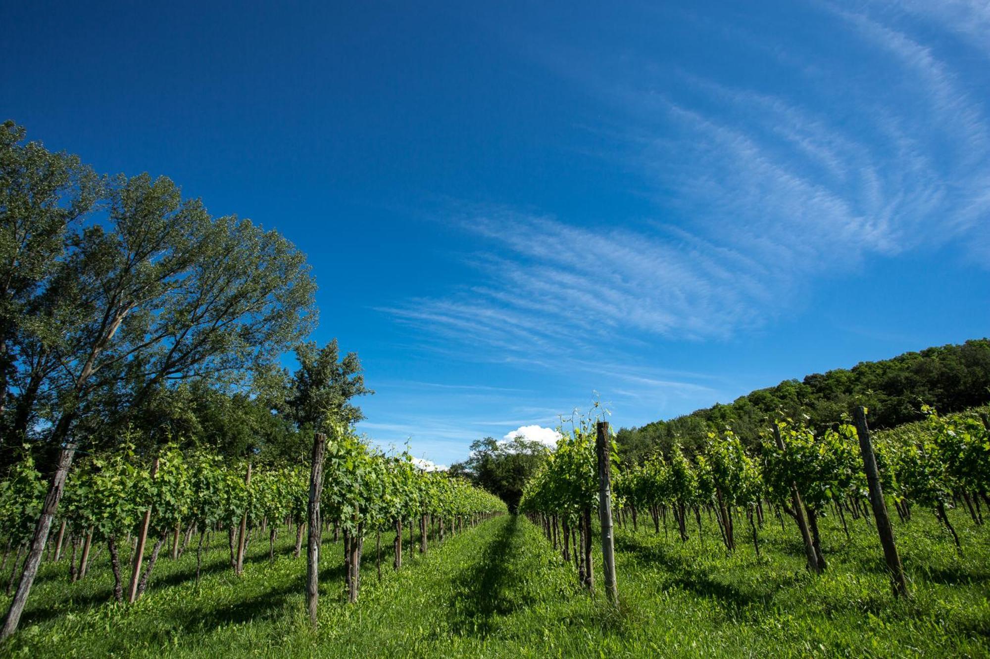 Azienda Agricola Moschioni Cividale del Friuli Eksteriør bilde