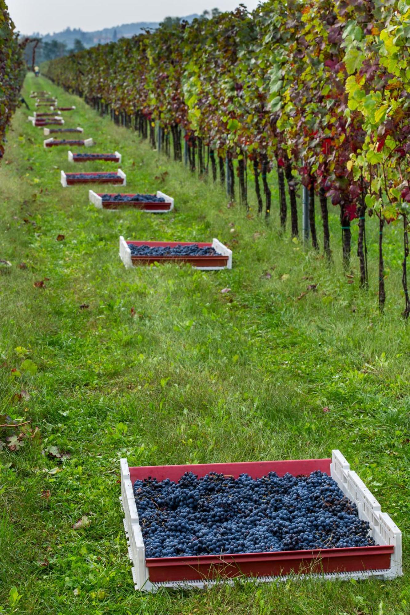 Azienda Agricola Moschioni Cividale del Friuli Eksteriør bilde