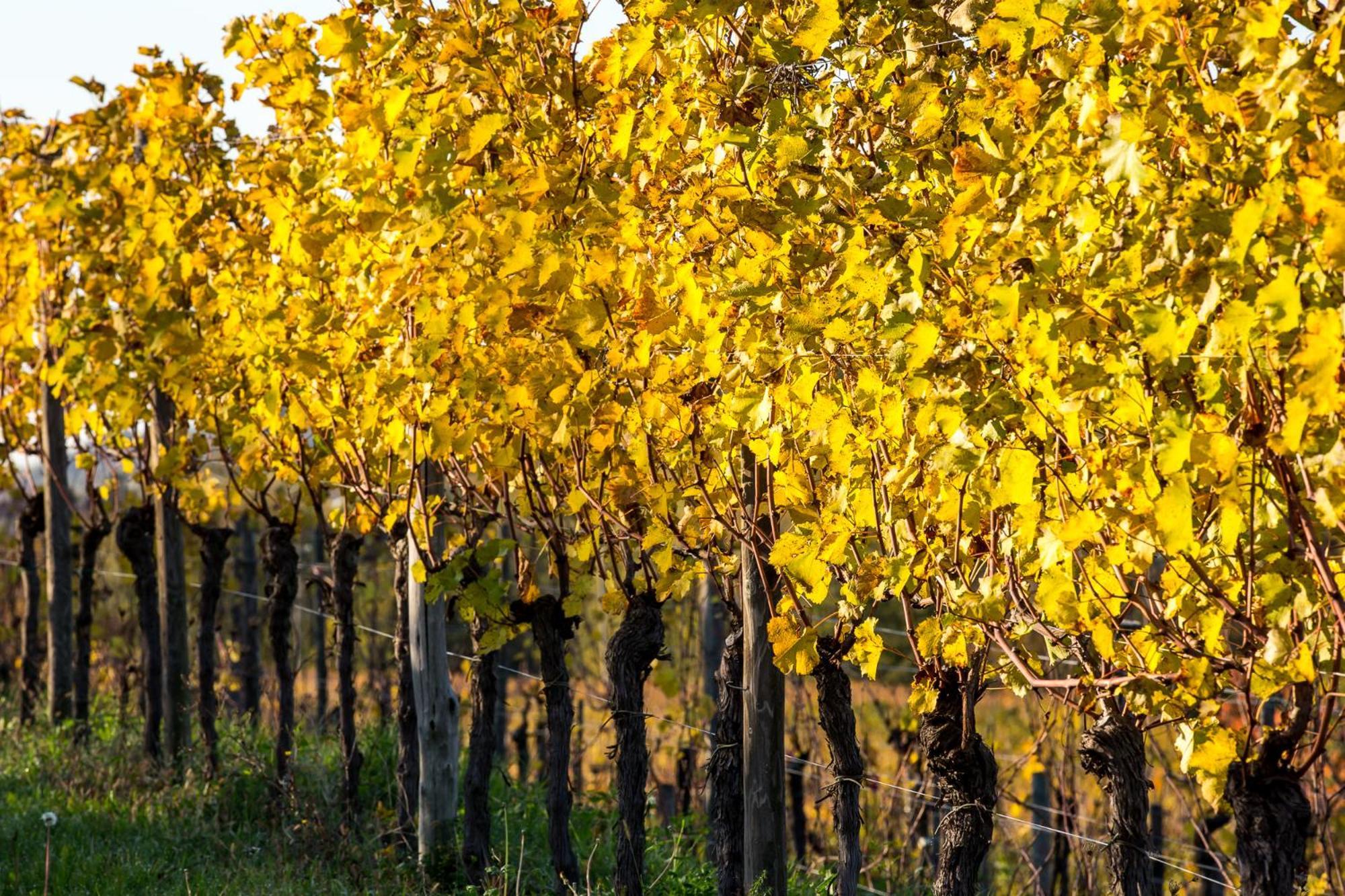 Azienda Agricola Moschioni Cividale del Friuli Eksteriør bilde
