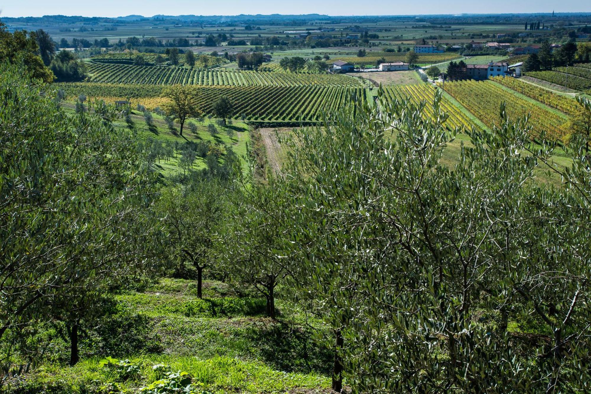 Azienda Agricola Moschioni Cividale del Friuli Eksteriør bilde